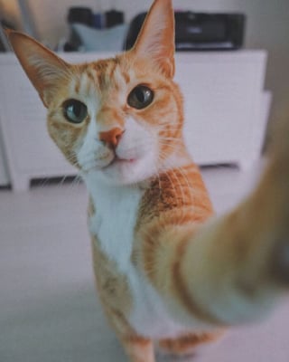 Illustration de l'article : 10 chats qui n’ignorent rien de l’art des selfies