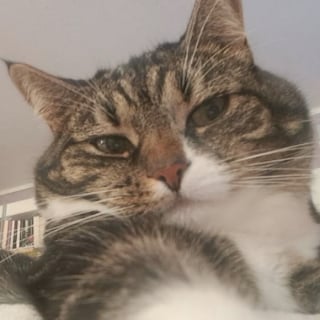 Illustration de l'article : 10 chats qui n’ignorent rien de l’art des selfies