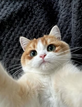Illustration de l'article : 10 chats qui n’ignorent rien de l’art des selfies