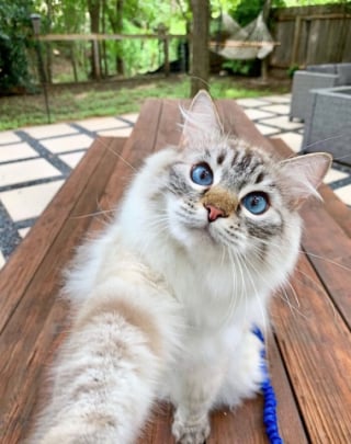 Illustration de l'article : 10 chats qui n’ignorent rien de l’art des selfies
