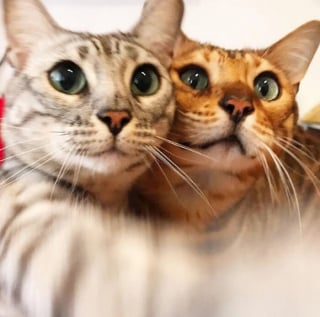 Illustration de l'article : 10 chats qui n’ignorent rien de l’art des selfies