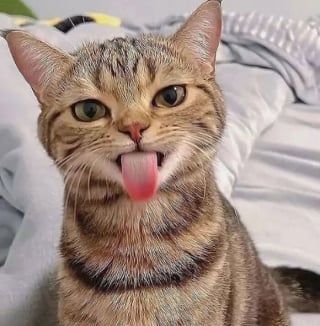 Illustration de l'article : 10 chats qui n’ignorent rien de l’art des selfies