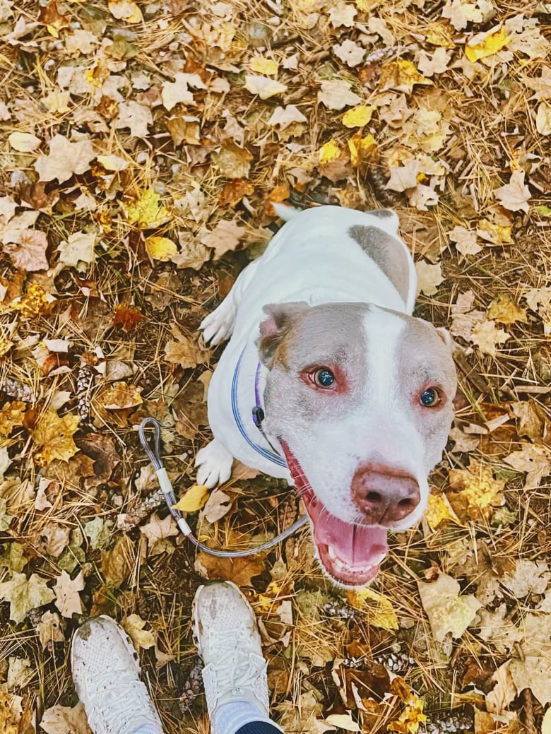 Illustration de l'article : Une femme affronte un ours avec une simple gourde en métal pour sauver sa chienne en danger