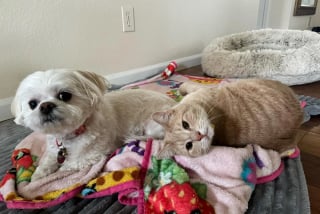 Illustration de l'article : Habituellement distant, un chat reste aux côtés de son ami canin pour le réconforter pendant sa convalescence