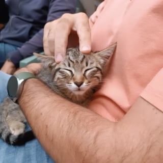 Illustration de l'article : Un chaton adopté par un commissariat devient le confident des enfants venus témoigner