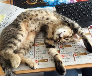 Illustration de l'article : Un chaton adopté par un commissariat devient le confident des enfants venus témoigner