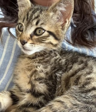 Illustration de l'article : Un chaton adopté par un commissariat devient le confident des enfants venus témoigner