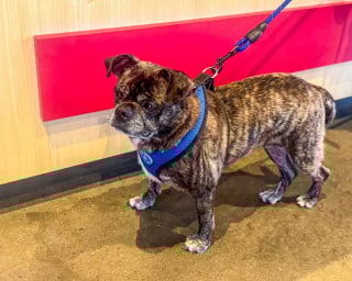 Illustration de l'article : Disparue lors d’un ouragan, une chienne réapparaît 8 ans plus tard dans des toilettes publiques à des centaines de kilomètres