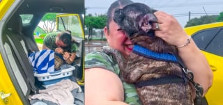 Illustration de l'article : Disparue lors d’un ouragan, une chienne réapparaît 8 ans plus tard dans des toilettes publiques à des centaines de kilomètres