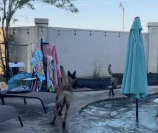 Illustration de l'article : À l’aise dans leur rôle de sauveteurs, ces 2 Malinois surveillent à la perfection la fête de famille estivale qui a lieu dans la piscine (vidéo)