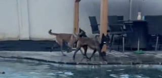 Illustration de l'article : À l’aise dans leur rôle de sauveteurs, ces 2 Malinois surveillent à la perfection la fête de famille estivale qui a lieu dans la piscine (vidéo)