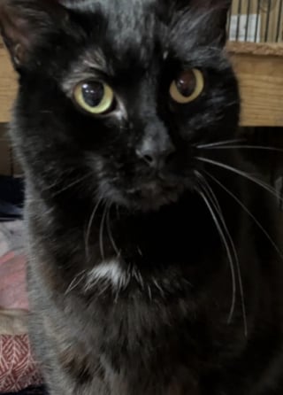 Illustration de l'article : Ce chat noir disparaît pendant 5 ans, sa puce révèle qu’il a une famille à l’autre bout du monde
