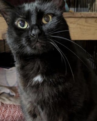 Illustration de l'article : Ce chat noir disparaît pendant 5 ans, sa puce révèle qu’il a une famille à l’autre bout du monde