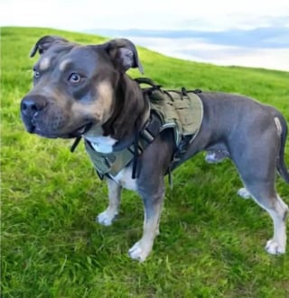 Illustration de l'article : Son maître expulsé, ce Pitbull disparaît sans laisser de trace avant d’être retrouvé des semaines plus tard