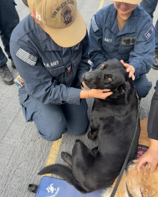 Illustration de l'article : Abandonné avant d’être sauvé, ce chien devient le premier compagnon officiel d’un navire militaire