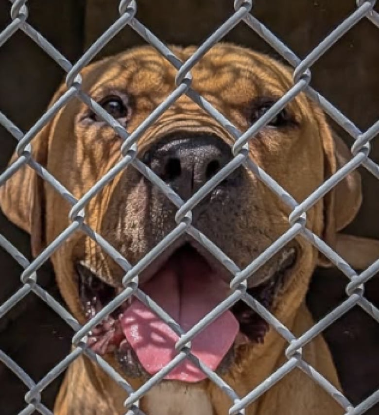 Illustration de l'article : Devenu « Indésirable », ce chien abandonné est trouvé dans la rue par les membres d’un refuge choqués par sa situation