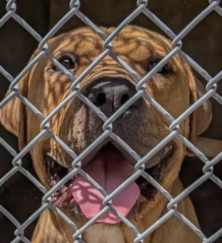 Illustration de l'article : Abandonné puis arrivé au refuge sous le regard choqué des bénévoles, ce chien portait un collier sur lequel il était inscrit « Indésirable »
