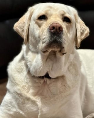 Illustration de l'article : En découvrant son nouveau lieu de travail auprès des pompiers, cette adorable chienne de thérapie ne peut retenir son excitation (vidéo)