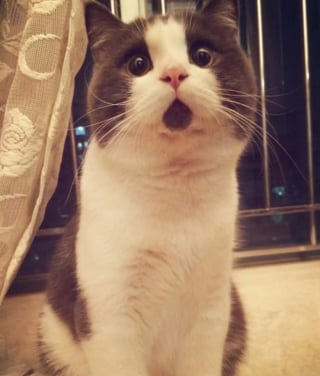 Illustration de l'article : 10 photos de chats qui sont vraiment très drôles sans même s’en rendre compte