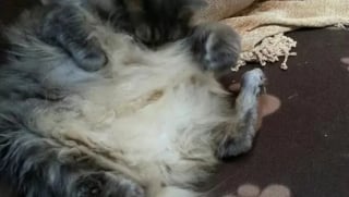 Illustration de l'article : 10 photos de chats qui sont vraiment très drôles sans même s’en rendre compte