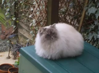 Illustration de l'article : 10 photos de chats qui sont vraiment très drôles sans même s’en rendre compte