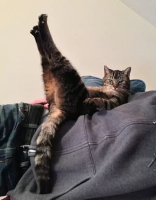 Illustration de l'article : 10 photos de chats qui sont vraiment très drôles sans même s’en rendre compte