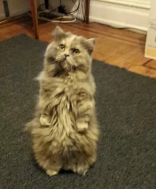 Illustration de l'article : 10 photos de chats qui sont vraiment très drôles sans même s’en rendre compte