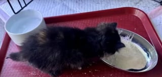 Illustration de l'article : En entendant des miaulements, une passagère de train se donne pour mission de sauver un chaton livré à lui-même sur la voie ferrée