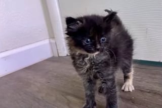 Illustration de l'article : En entendant des miaulements, une passagère de train se donne pour mission de sauver un chaton livré à lui-même sur la voie ferrée