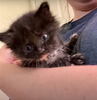 Illustration de l'article : En entendant des miaulements, une passagère de train se donne pour mission de sauver un chaton livré à lui-même sur la voie ferrée