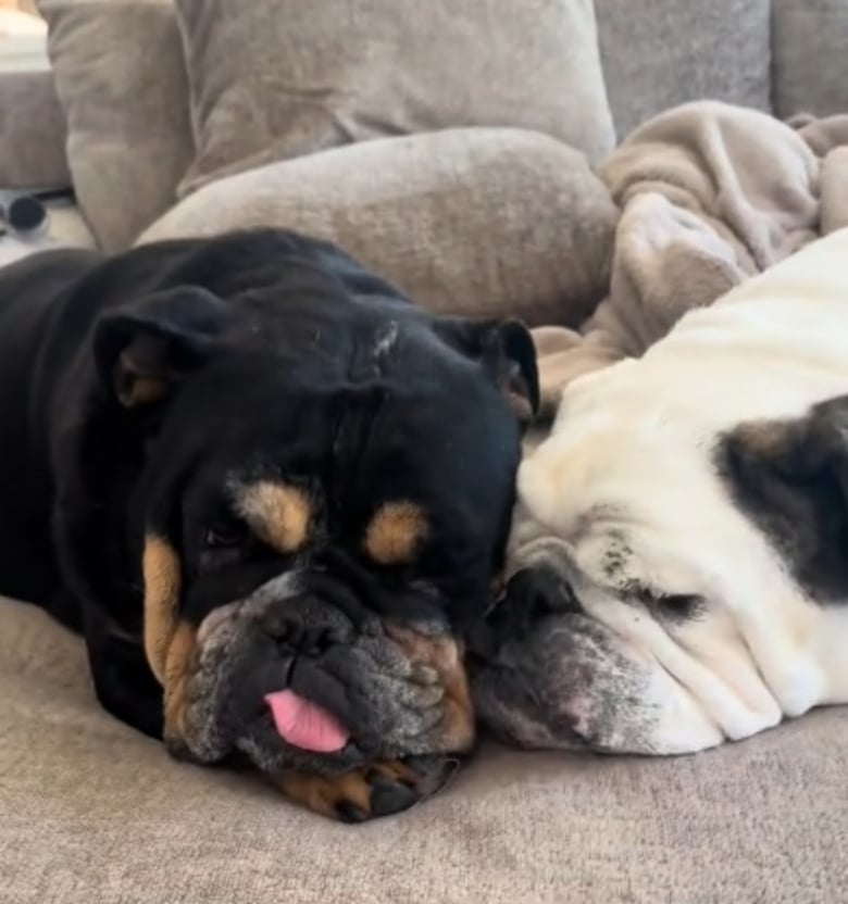 Illustration de l'article : Une femme décide d’adopter le meilleur ami canin de sa chienne afin de les réunir pour toujours (vidéo)