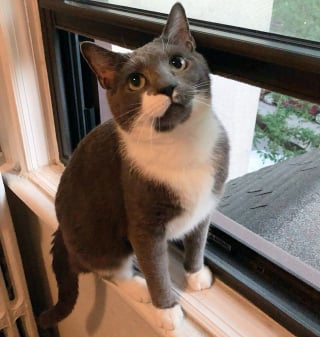 Illustration de l'article : « Personne ne voulait aider ce chat » enfermé depuis des mois dans un établissement abandonné, jusqu'au jour où une association découvre son histoire