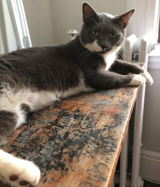 Illustration de l'article : « Personne ne voulait aider ce chat » enfermé depuis des mois dans un établissement abandonné, jusqu'au jour où une association découvre son histoire