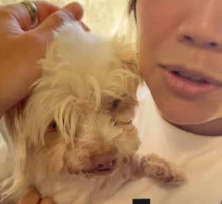 Illustration de l'article : Dévasté par la perte de sa chienne, un couple ouvre son cœur à un chien dans le besoin sans savoir qu’il allait changer sa vie (vidéo)