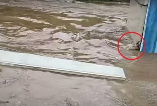 Illustration de l'article : En traversant une ville inondée, il repère un chien emporté par les flots et passe immédiatement à l'action (vidéo)