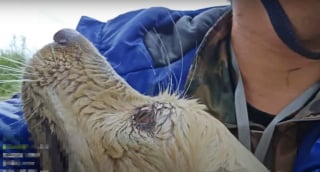Illustration de l'article : En traversant une ville inondée, il repère un chien emporté par les flots et passe immédiatement à l'action (vidéo)