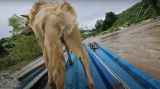 Illustration de l'article : En traversant une ville inondée, il repère un chien emporté par les flots et passe immédiatement à l'action (vidéo)