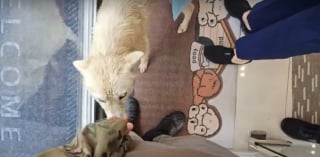 Illustration de l'article : En traversant une ville inondée, il repère un chien emporté par les flots et passe immédiatement à l'action (vidéo)