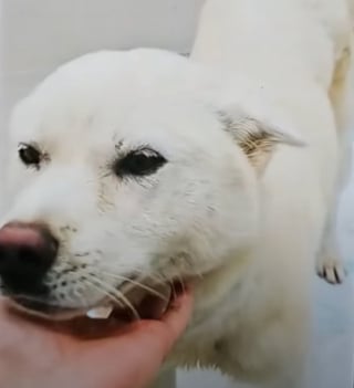 Illustration de l'article : En traversant une ville inondée, il repère un chien emporté par les flots et passe immédiatement à l'action (vidéo)