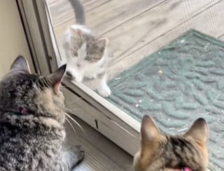 Illustration de l'article : Les conseils d’inconnus sur TikTok lui permettent de sauver un chaton et de le ramener chez elle (vidéo)