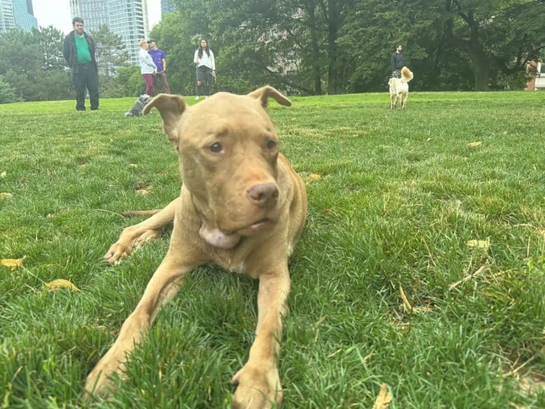 Illustration de l'article : Une chienne abandonnée atteinte d’une maladie incurable retrouve le bonheur grâce à son bienfaiteur