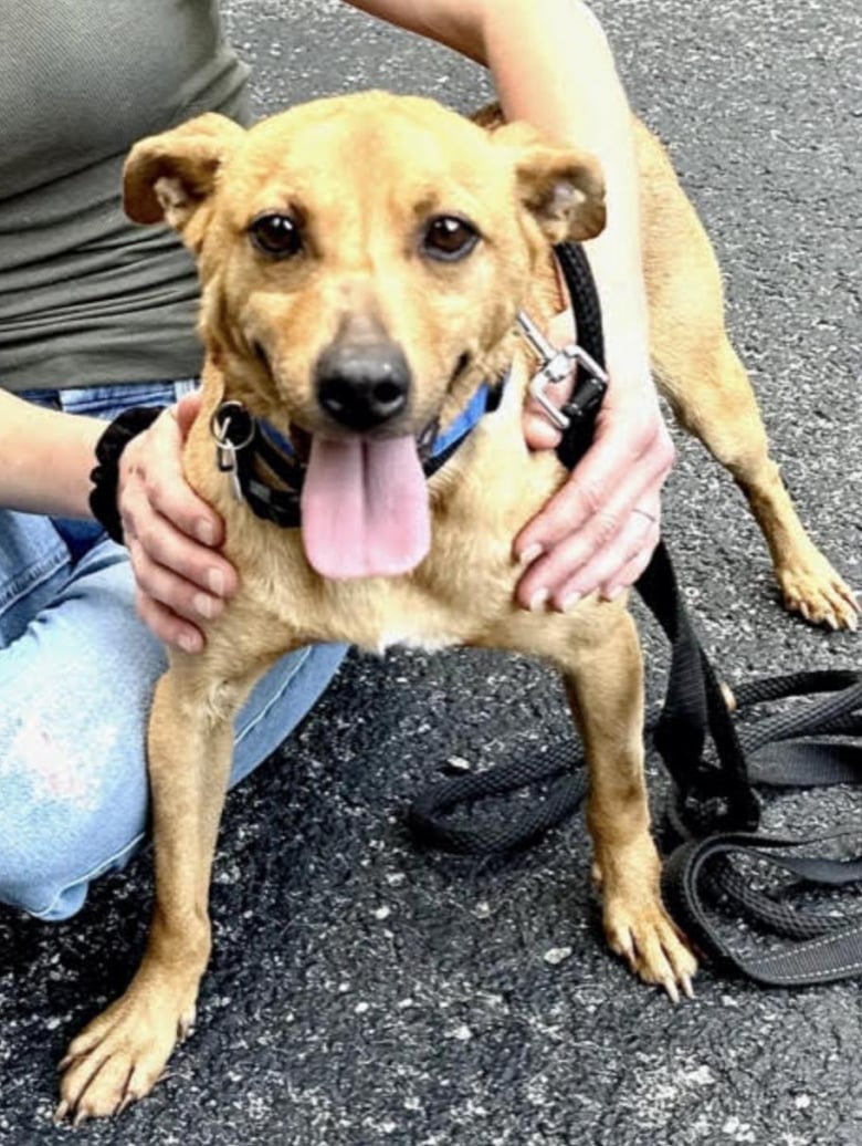 Illustration de l'article : Un chien inconnu se présente dans un jardin et un homme lui vient en aide, changeant sa vie pour toujours