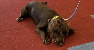 Illustration de l'article : Formés intensivement à la détection de couteaux, ces chiens pourraient participer à faire baisser la criminalité dans les 10 prochaines années