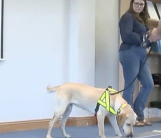 Illustration de l'article : Formés intensivement à la détection de couteaux, ces chiens pourraient participer à faire baisser la criminalité dans les 10 prochaines années
