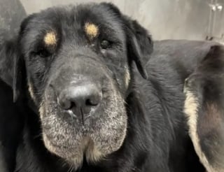 Illustration de l'article : En découvrant cette chienne promise à l’euthanasie, il la sauve après avoir réalisé qu’elle est la sœur de son chien