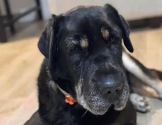 Illustration de l'article : En découvrant cette chienne promise à l’euthanasie, il la sauve après avoir réalisé qu’elle est la sœur de son chien