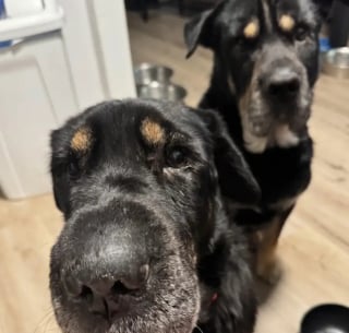 Illustration de l'article : En découvrant cette chienne promise à l’euthanasie, il la sauve après avoir réalisé qu’elle est la sœur de son chien