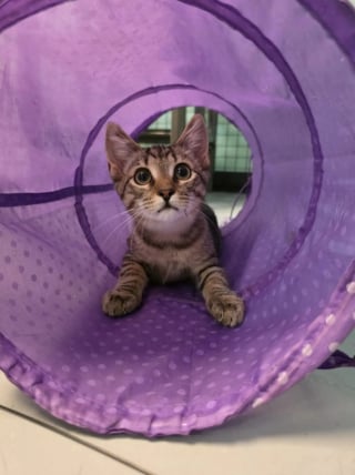 Illustration de l'article : "C’était tellement mignon", une bénévole émue lorsqu'elle surprend deux chatons se tenant la patte