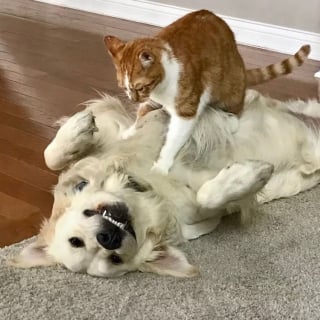 Illustration de l'article : Inconsolable après la perte de son ami félin, un chien retrouve sa joie de vivre en rencontrant les 2 nouveaux chatons de la famille (vidéo)