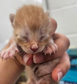Illustration de l'article : Une chatte endeuillée par la perte de ses petits et un chaton qui n’a plus de mère trouvent du réconfort ensemble 